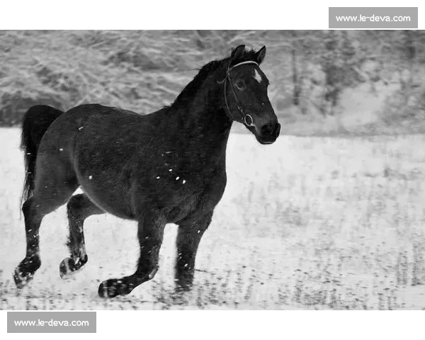 黑马成色几何盘点世界杯赛场上的“黑马”故事！